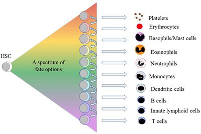 Modeling the Hematopoietic Landscape